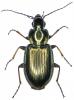 Agonum muelleri